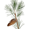 Fir Branch - Free PNG Animated GIF