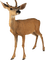 Kaz_Creations Deer - zdarma png animovaný GIF