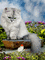 gatto - Besplatni animirani GIF animirani GIF
