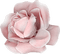 fleur,rose,deko,tube, Pelageya, gif animation - PNG gratuit GIF animé