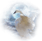 cygne - Free PNG Animated GIF