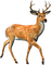 deer bp - zadarmo png animovaný GIF