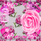 animated background pink milla1959 - Free animated GIF Animated GIF