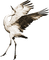soave deco bird oriental crane black white sepia
