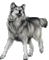 wolf - Бесплатный анимированный гифка анимированный гифка
