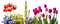 Variedad de Flores - gratis png animeret GIF