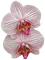 patymirabelle fleurs orchidée