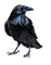 Ravens - besplatni png animirani GIF