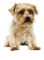 dog - png gratis GIF animado