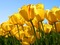 tulipes jaunes - 無料のアニメーション GIF