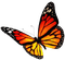 monarca - bezmaksas png animēts GIF