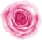 pink  roses background - darmowe png animowany gif