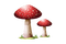 sieni, mushroom, syksy, autumn