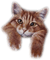 Cat - ilmainen png animoitu GIF