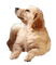 mascota - 免费PNG 动画 GIF