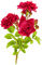 ветка розы - PNG gratuit GIF animé