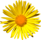 Flowers yellow bp - zdarma png animovaný GIF