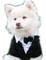 Rena Hund Dog Hochzeit - ingyenes png animált GIF