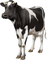 Kuh, cow - Free PNG Animated GIF