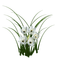 flowers katrin - gratis png geanimeerde GIF
