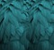 feathers background - PNG gratuit GIF animé