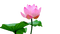 lotus flowers bp - PNG gratuit GIF animé