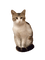 my dumb looking cat - бесплатно png анимированный гифка