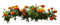 kikkapink flowers orange border - bezmaksas png animēts GIF