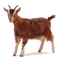 goat - gratis png animeret GIF
