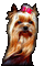 chien - Δωρεάν κινούμενο GIF κινούμενο GIF