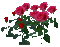 piros rózsa - GIF animado grátis Gif Animado