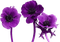 Kaz_Creations Deco Flowers Flower Colours - zdarma png animovaný GIF