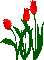 tulips spring printemps - GIF เคลื่อนไหวฟรี GIF แบบเคลื่อนไหว