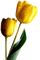 tulip - zdarma png animovaný GIF