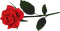red rose 3 - besplatni png animirani GIF
