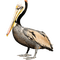 Pelican-RM - darmowe png animowany gif