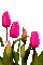 flower,tulip