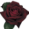 gothic rose - zdarma png animovaný GIF
