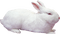 dolceluna white bunny - gratis png animerad GIF