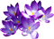 Kaz_Creations Flowers Purple
