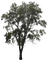 tree puu luonto nature - zdarma png animovaný GIF