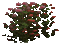 struik bloemen - 無料のアニメーション GIF アニメーションGIF