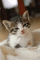chaton - Gratis geanimeerde GIF geanimeerde GIF
