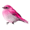 oiseaux - ilmainen png animoitu GIF