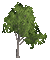 gala tree