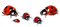 Kaz_Creations Ladybugs 🐞 - ilmainen png animoitu GIF