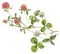 flowers two katrin - gratis png geanimeerde GIF