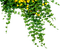 Pflanze - besplatni png animirani GIF