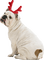 Kaz_Creations Dogs Dog Pup 🐶 Christmas - kostenlos png Animiertes GIF