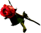 Красная роза - png grátis Gif Animado